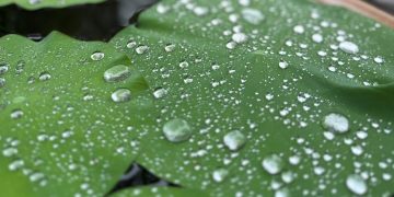 Attuning & Resonating: Advanced Training in Suicide Prevention & Chaplaincy in Japan